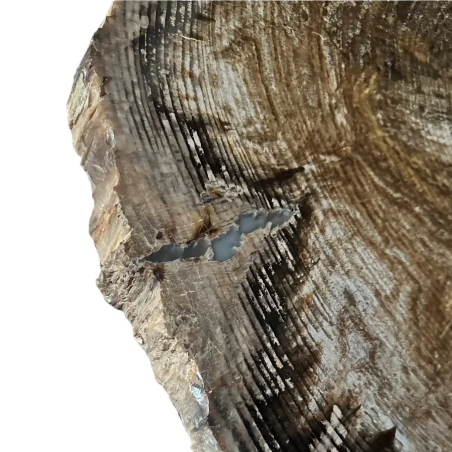 Side View of Unpolished Edge On Petrified Wood Specimen