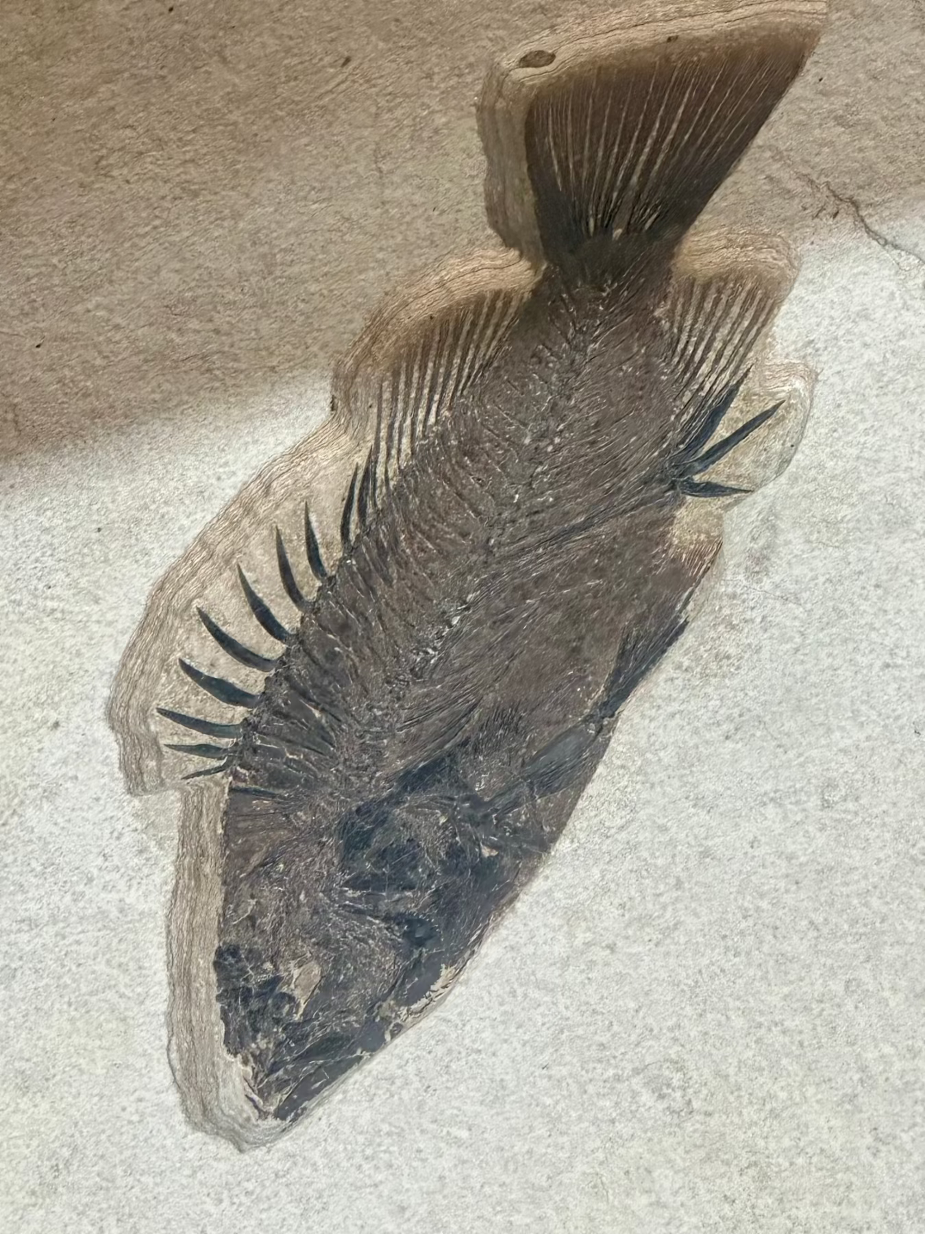 Genuine Fossilized Fish In Sediment