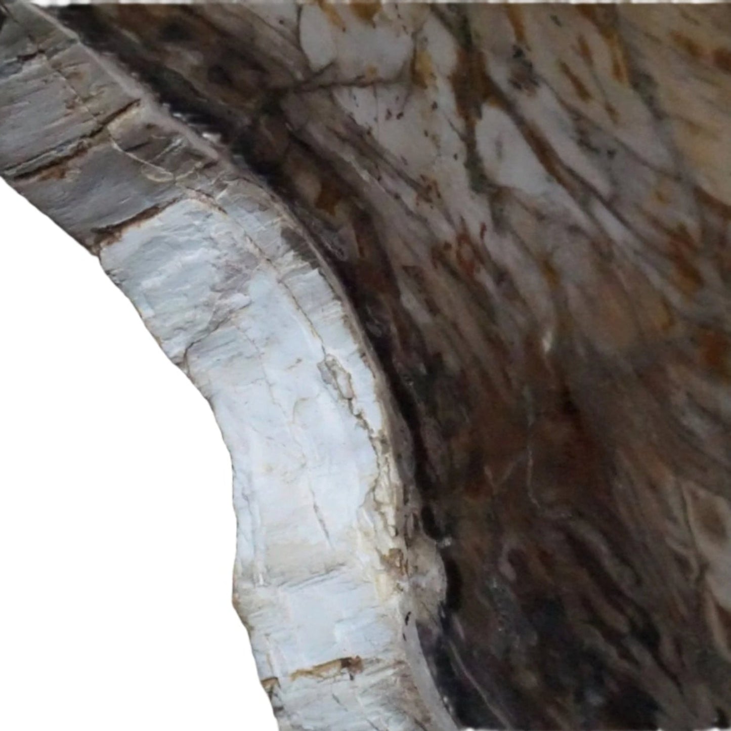 Brown Petrified Wood Slab Wall Hanging