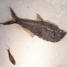 Load image into Gallery viewer, Close Up Multiple Fossilized Fish Remains
