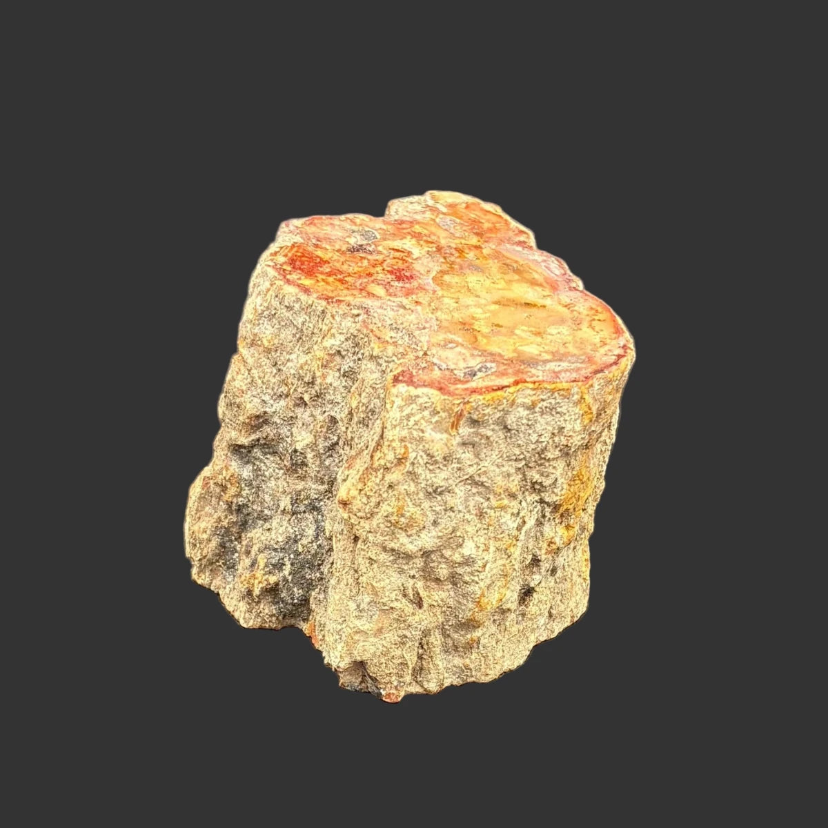 Side view of this petrified wood stump, in front of a black background.