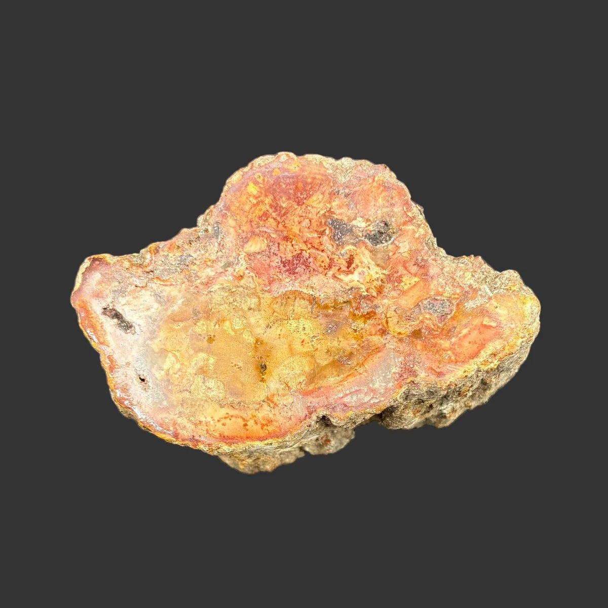 Top view of this petrified wood stump, in front of a black background.