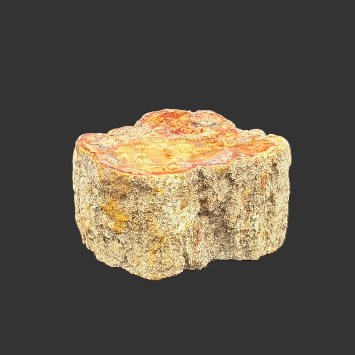 Back side of this petrified wood stump, in front of a black background.
