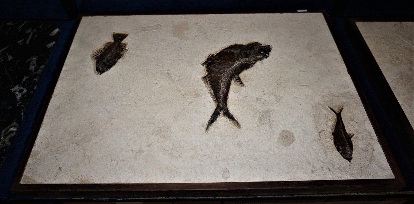 View of the wood frame holding a preserved fish, fossilized fish specimen