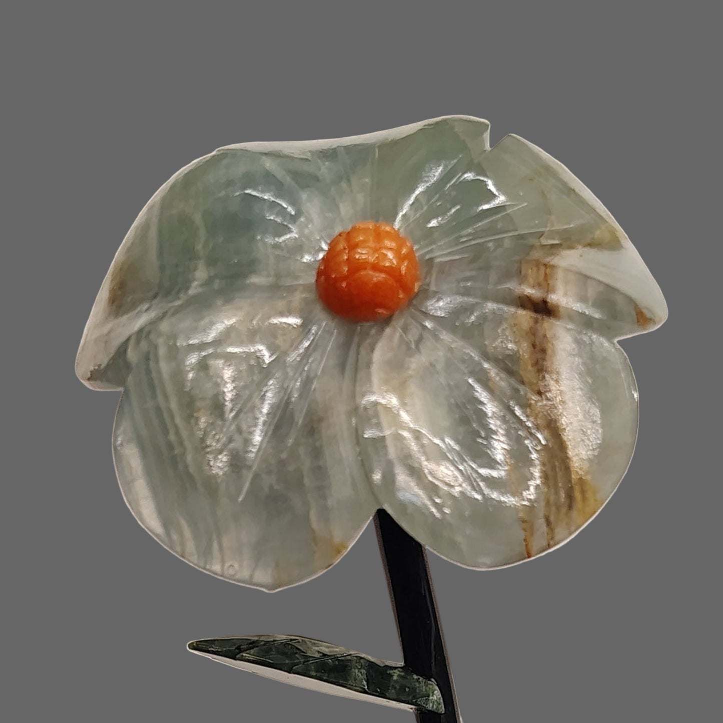 This is a close up of this blue Onyx daisy flower.