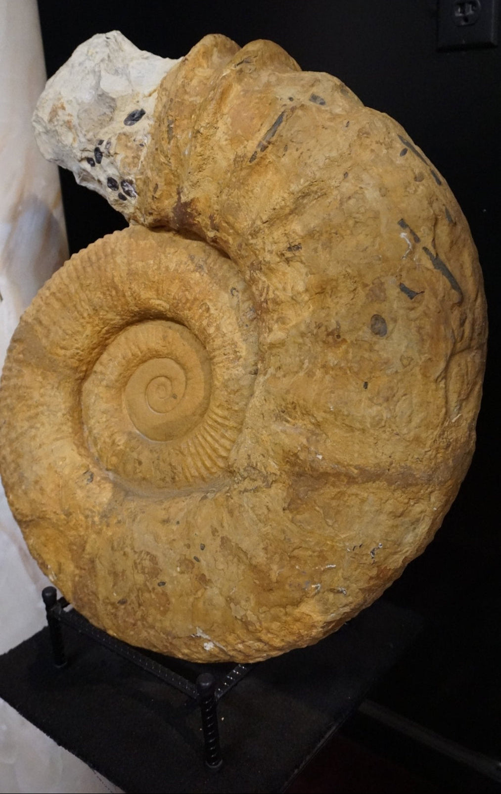Large Ammonite Fossil For Sale Geological Relic