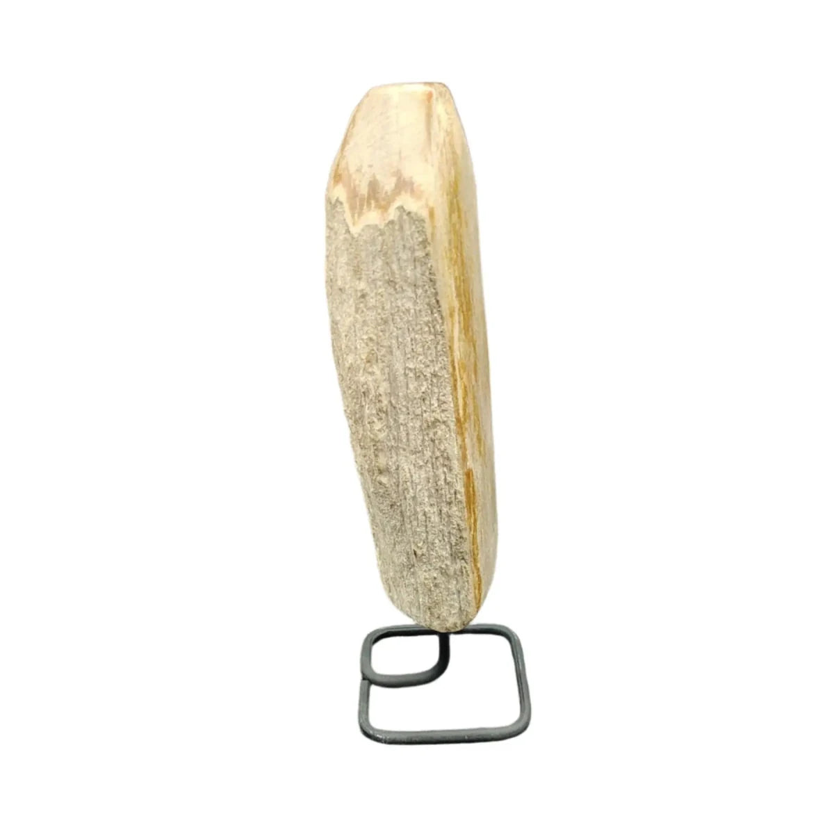 This is the left side of this piece of petrified wood on stand
