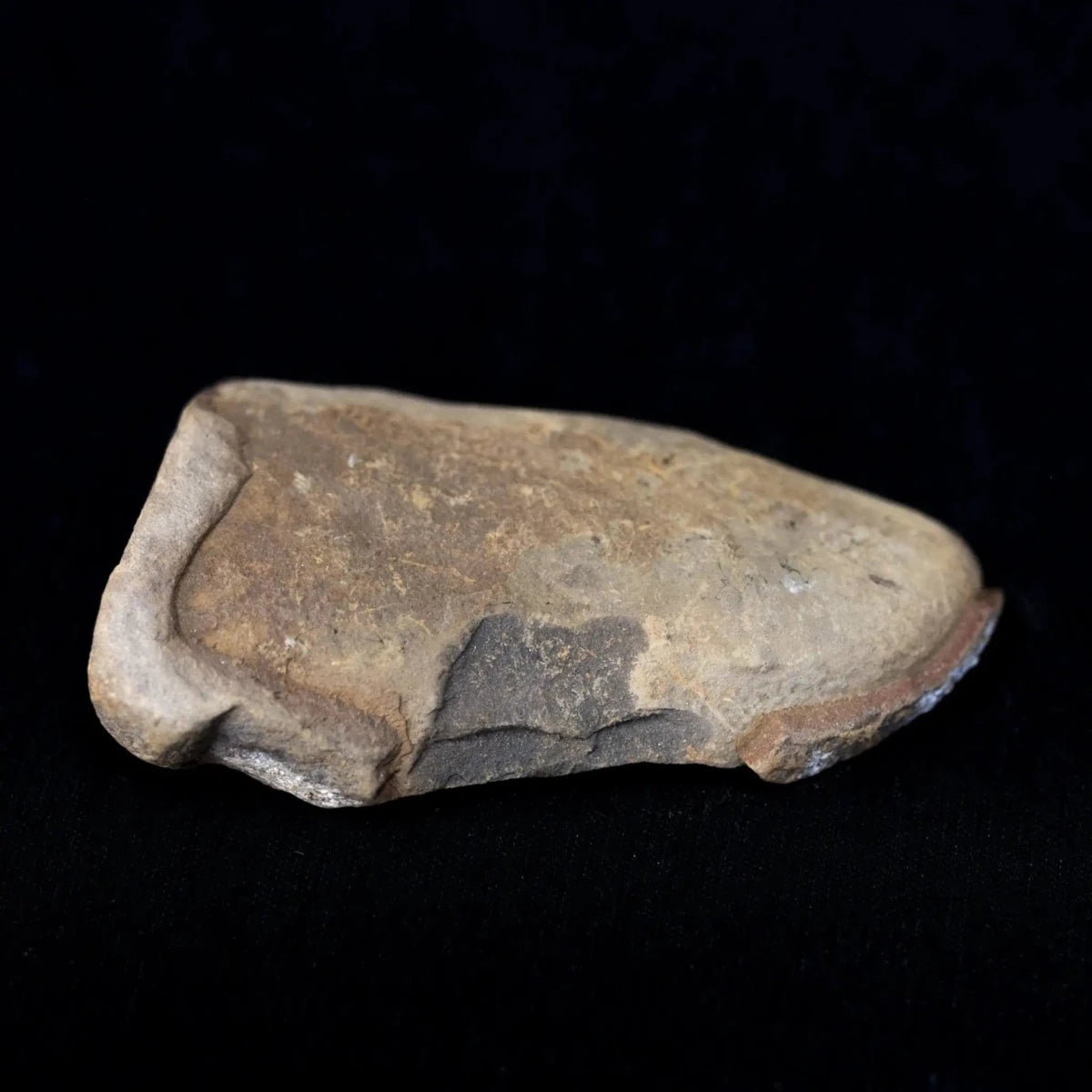 Back View Medium Fossilized Leaf
