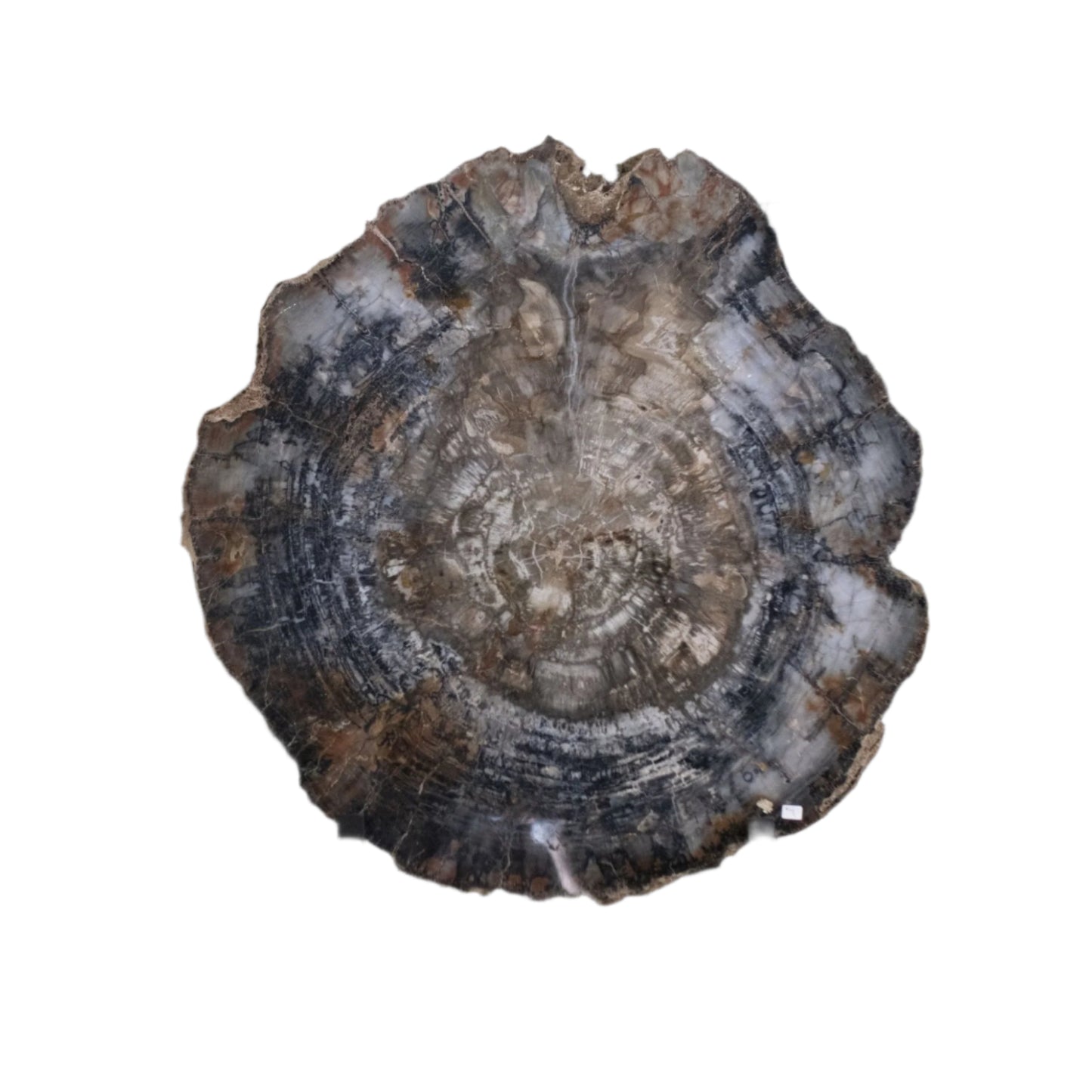 Petrified Wood Slab With Metal Wall Hanging Accessory