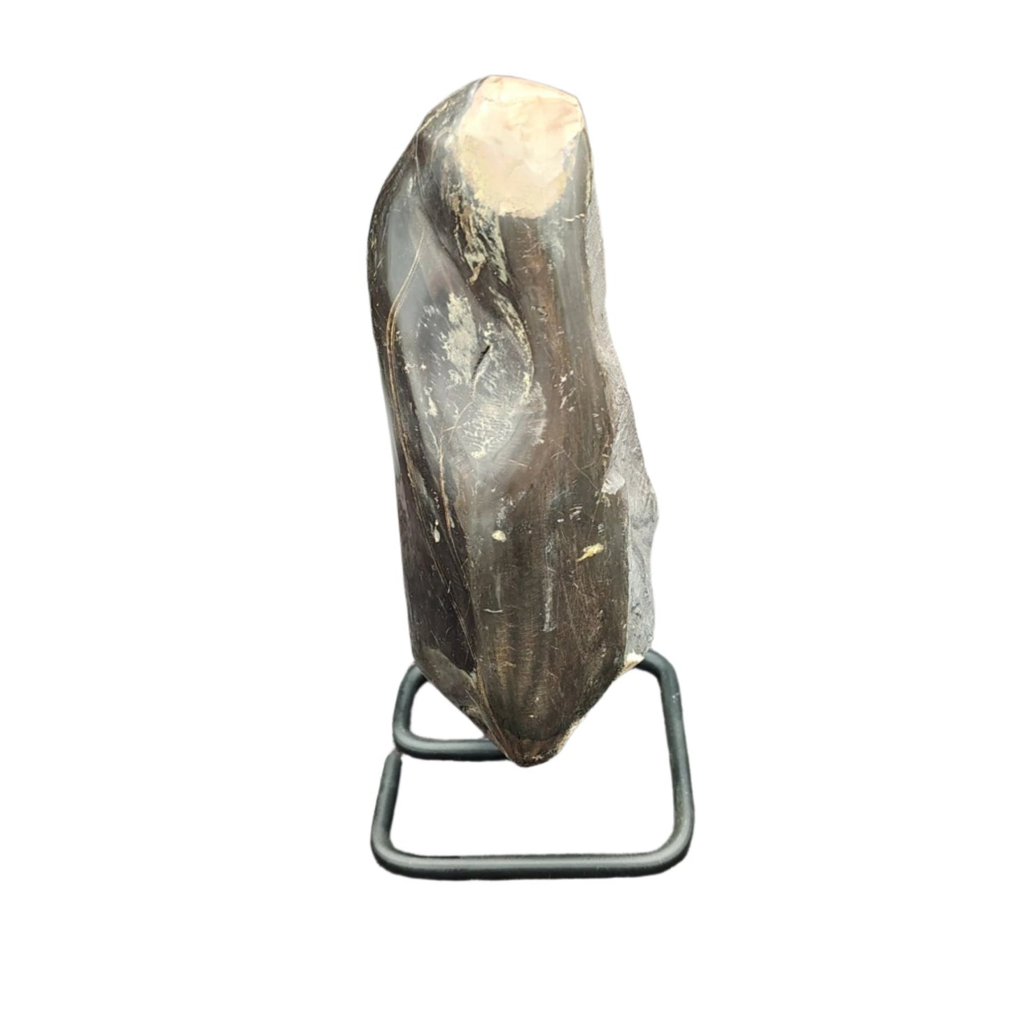 This is the right side of this piece of petrified wood on a stand