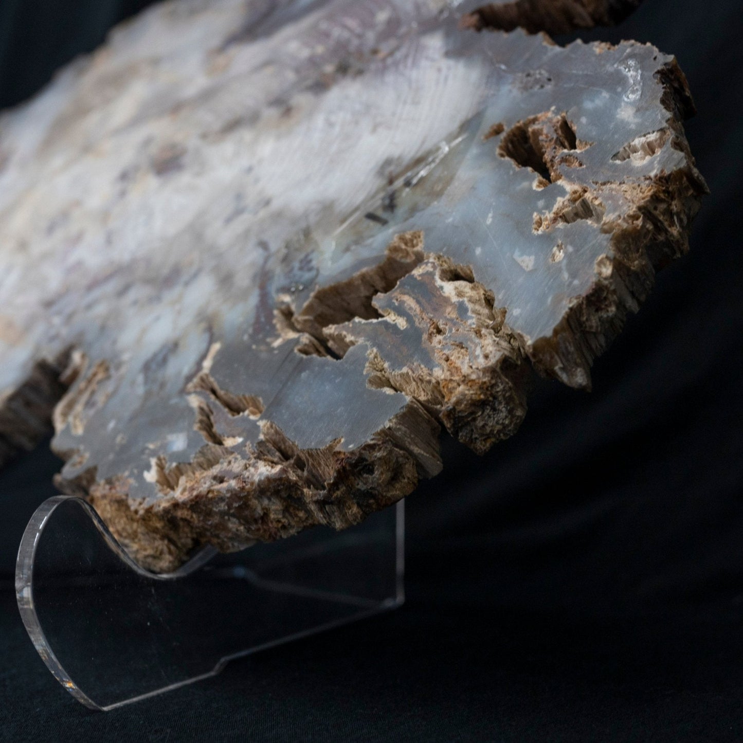 Side View Petrified Wood Slice