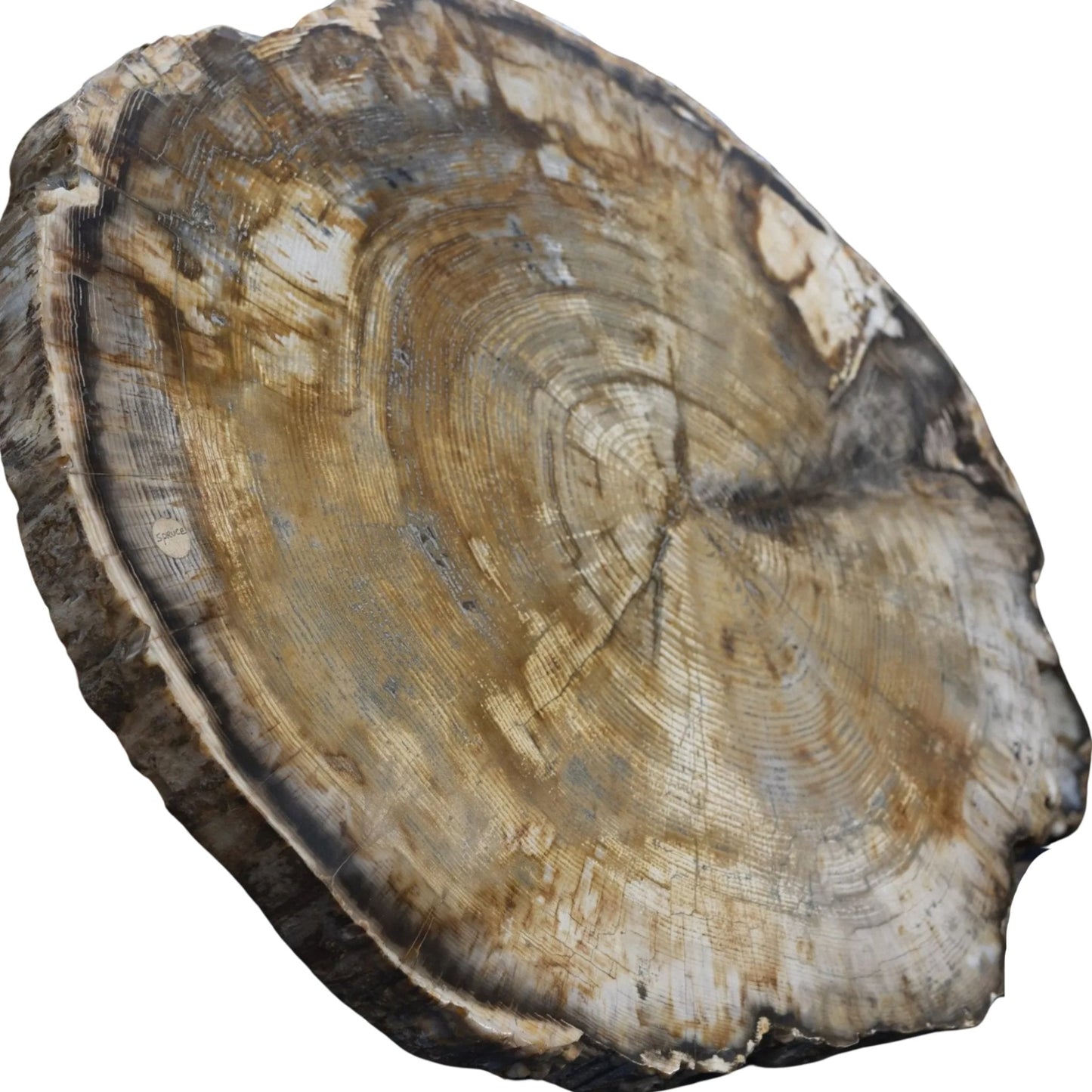 SIde VIew Spruce Petrified Wood Slice