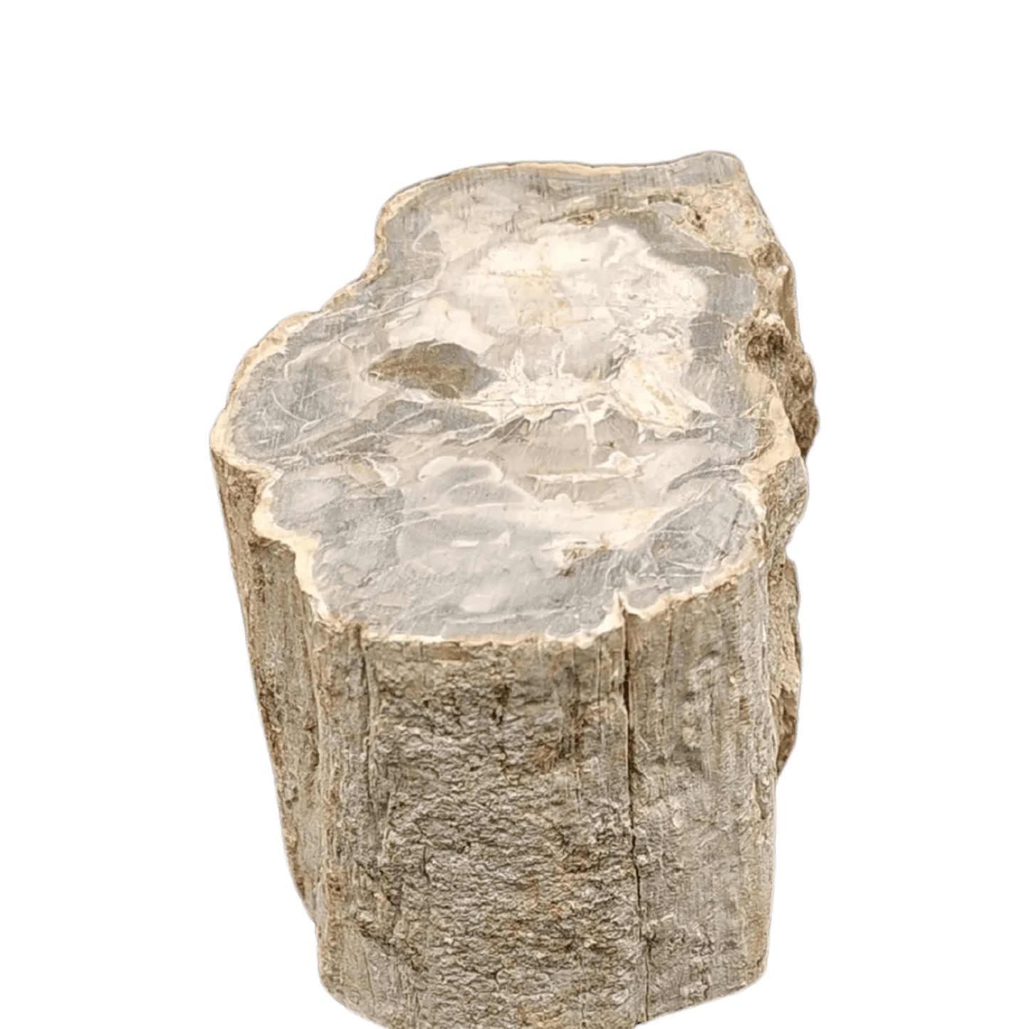 This is the right side of this petrified wood stump