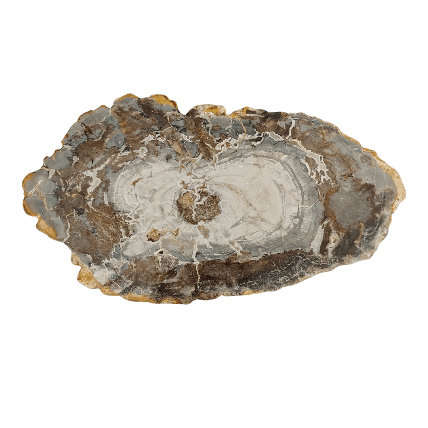 This is the back side of this petrified wood slab