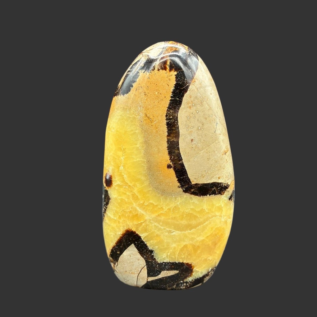 Back side of this polished Septarian freeform in front of a black background.