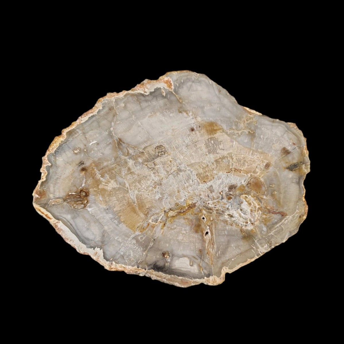 This is the front side of this polished petrified wood slab