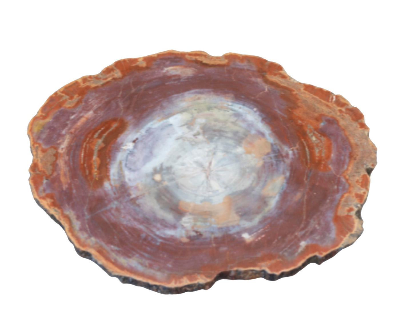 Polished Redwood Petrified Wood Slab Displaying Natural Red, White, Gray, Black Colors