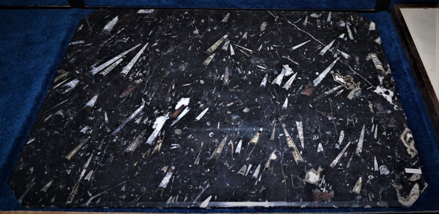 Ammonite & Orthoceras Tabletop the natural stone background is black. The ammonites are white, gray and black