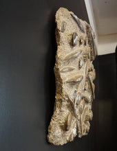 Load image into Gallery viewer, Side View of Ammonite &amp; Orthoceras Fossil Wall Hanging On Black Wall
