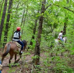 Horseback Riding In Woods