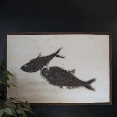 2 fish Fossil slab on a black wall