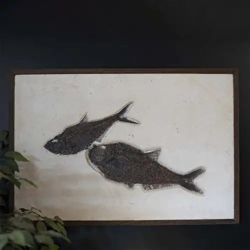 2 fish Fossil slab on a black wall