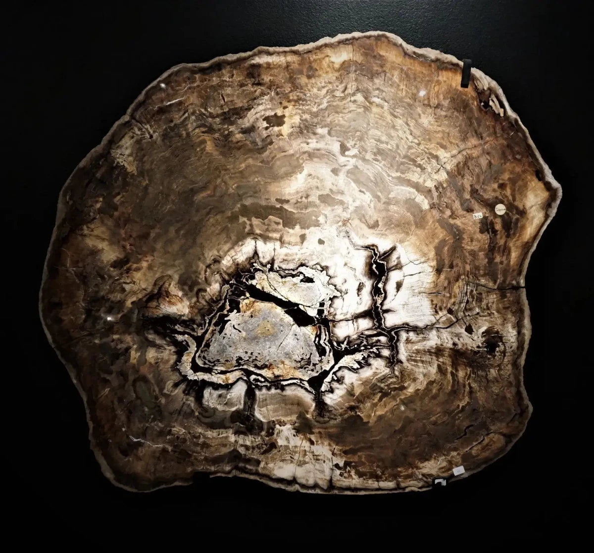 A Petrified Wood Slice On a black wall