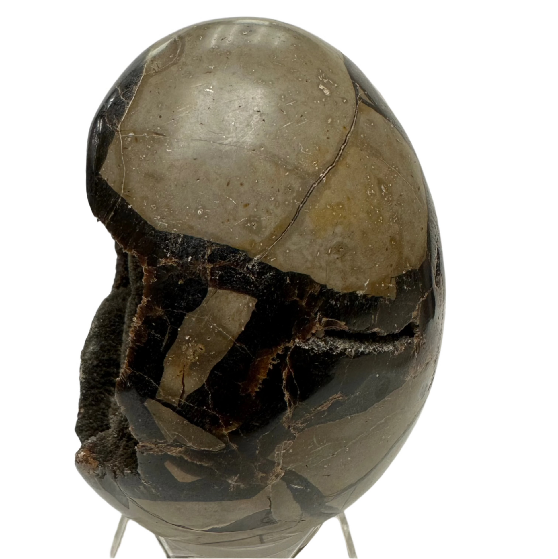 Alternate Side View Of Septarian Egg