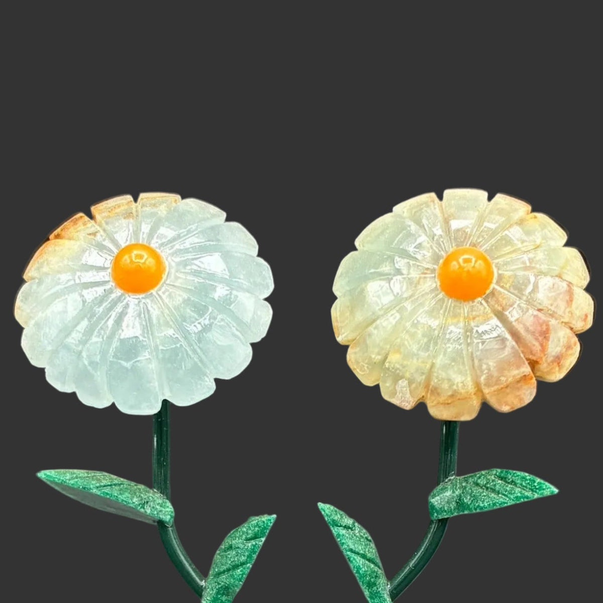 Close up of the blue onyx flowers in front of a black background.