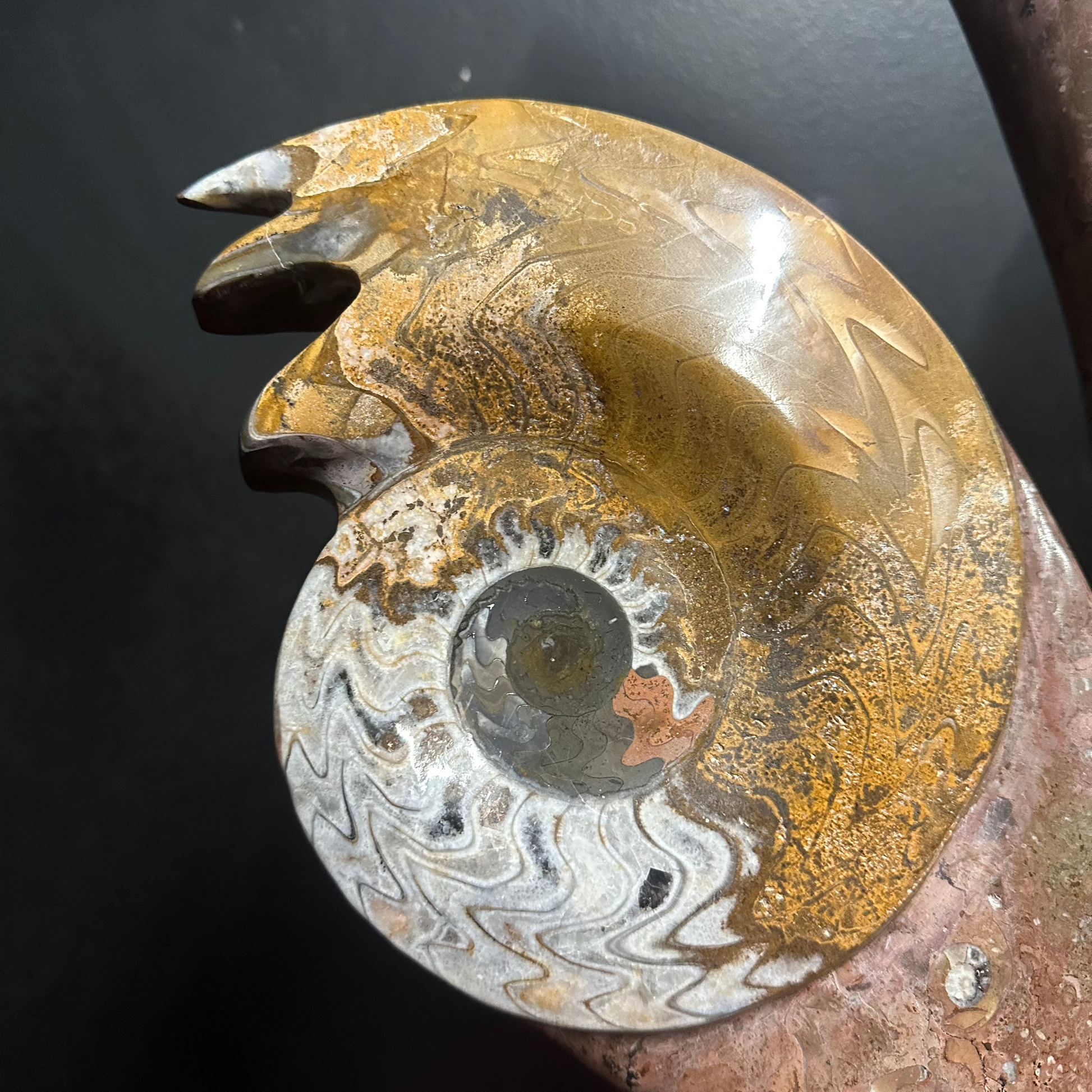 Close Up Left Side Of Sculpture With Ammonite and Mollusk