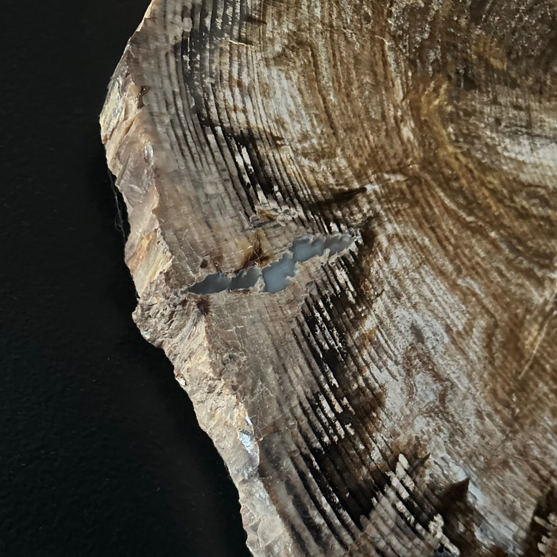 Side View of Unpolished Edge On Petrified Wood Specimen