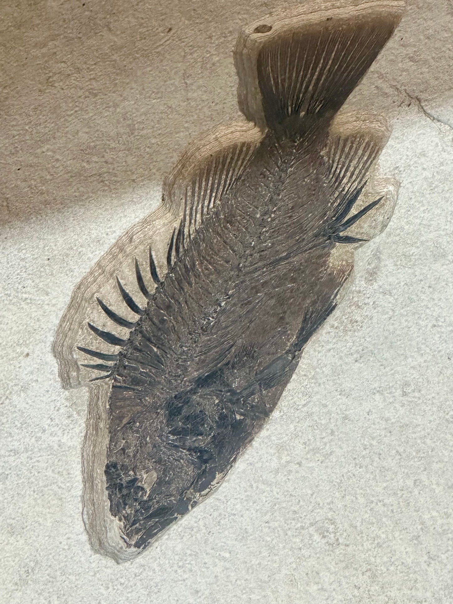 Genuine Fossilized Fish In Sediment