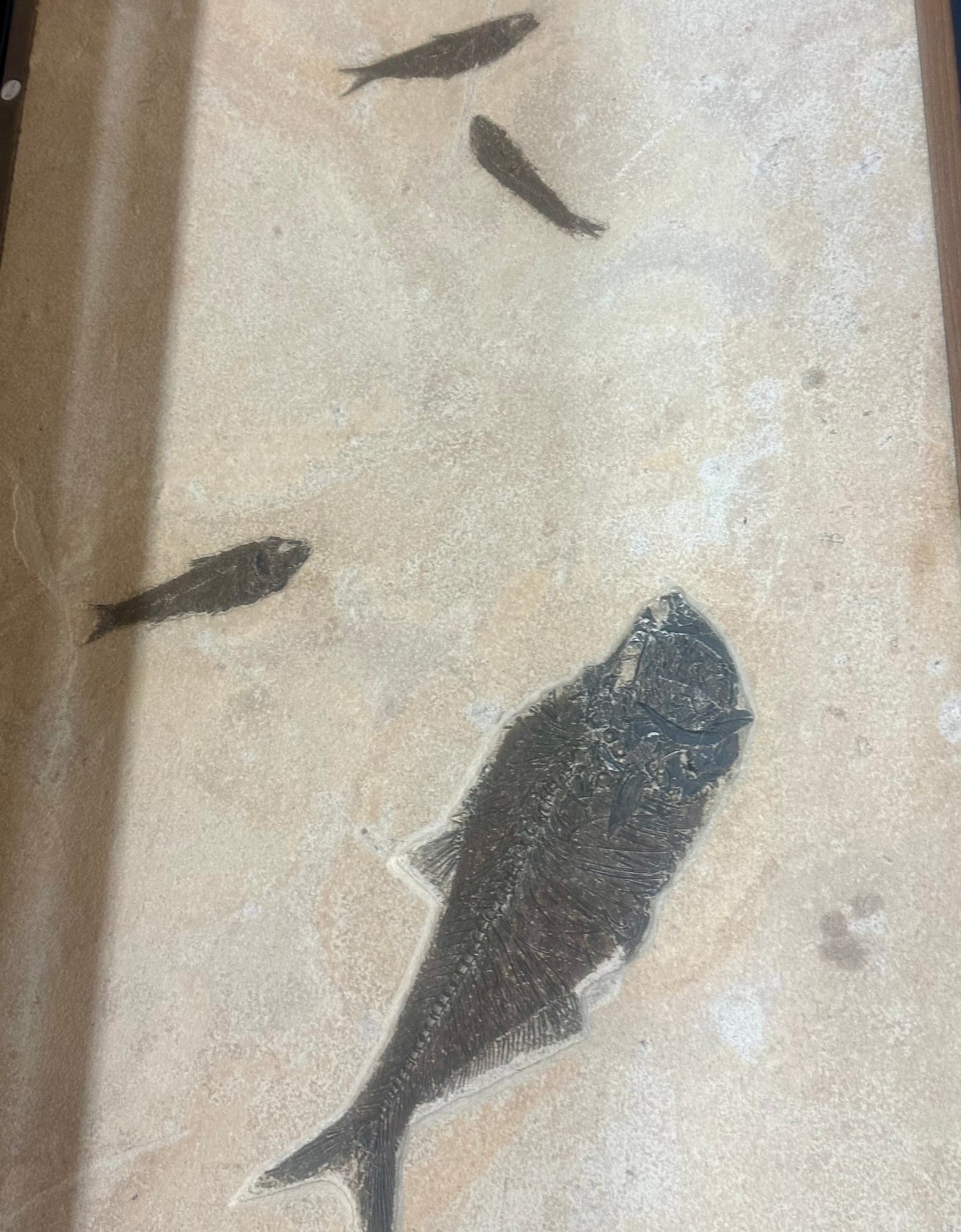 Petrified FIsh Remains In Sediment Slab Wall Hanging