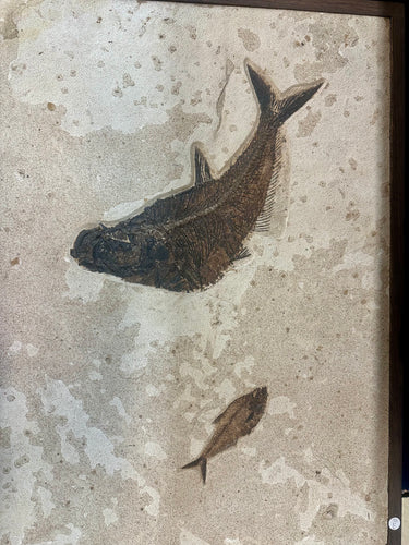 Alternative View Of 2 Fossilized Fish Wall Hanging