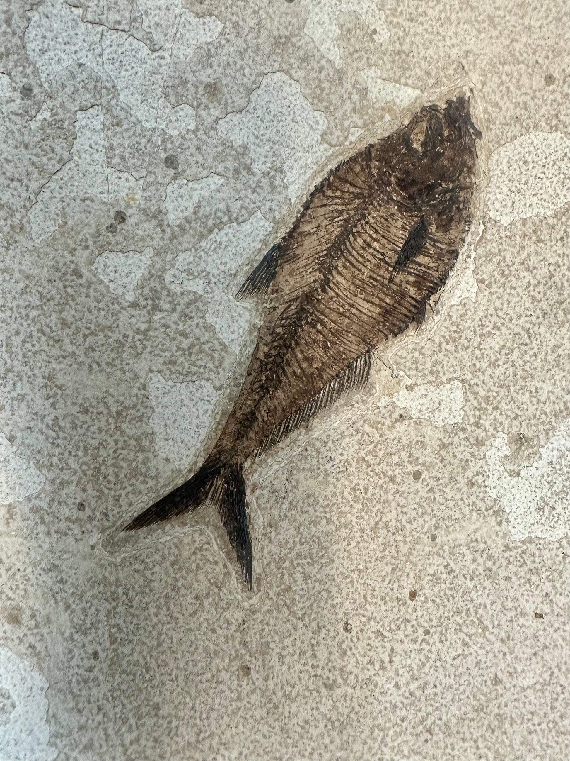 Close Up Of Fossilized Small Fish 