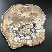 Load image into Gallery viewer, Petrified Wood Slab With Black Hardware Wall Hanging
