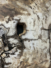 Load image into Gallery viewer, Close Up Of Petrified Wood Characteristics
