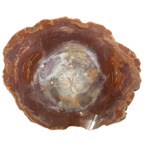 Load image into Gallery viewer, Polished Petrified Wood Slab 

