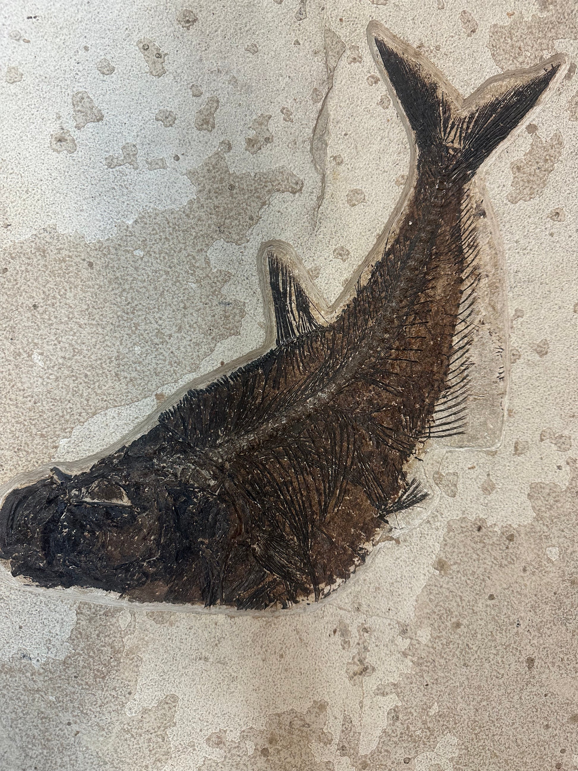 Close Up of Larger Fossilized Fish On Sediment Slab With 2 Petrified Fish