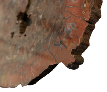 Load image into Gallery viewer, Side view of unpolished edge of petrified wood 
