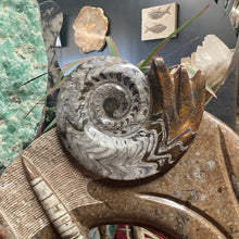 Load image into Gallery viewer, Large Orthocera Fossil Sculpture, Close Up Of Grey And Earth tones Large Ammonite Fossil On The Top Of Sculpture
