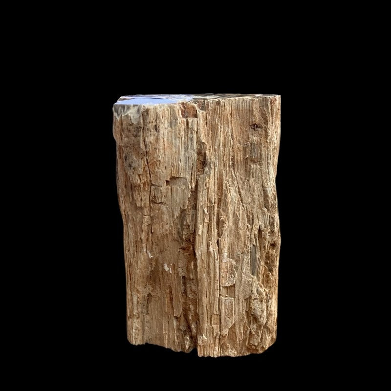 Front View Of Petrified Wood Stump, Left Raw And Natural Earthy Colors
