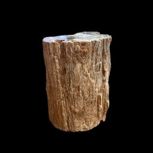 Load image into Gallery viewer, Back Side Of Petrified Wood Stump, Raw And Natural Earthy Colors
