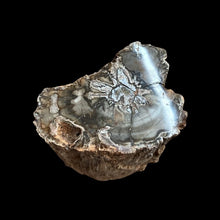 Load image into Gallery viewer, Top View Of Petrified Wood Stump, Polished Smooth Gray White And Brown
