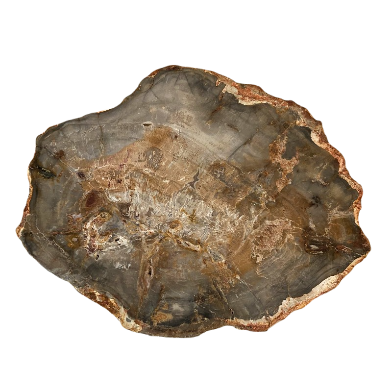 Back Side Of Polished Gray And Brown Petrified Wood Slab