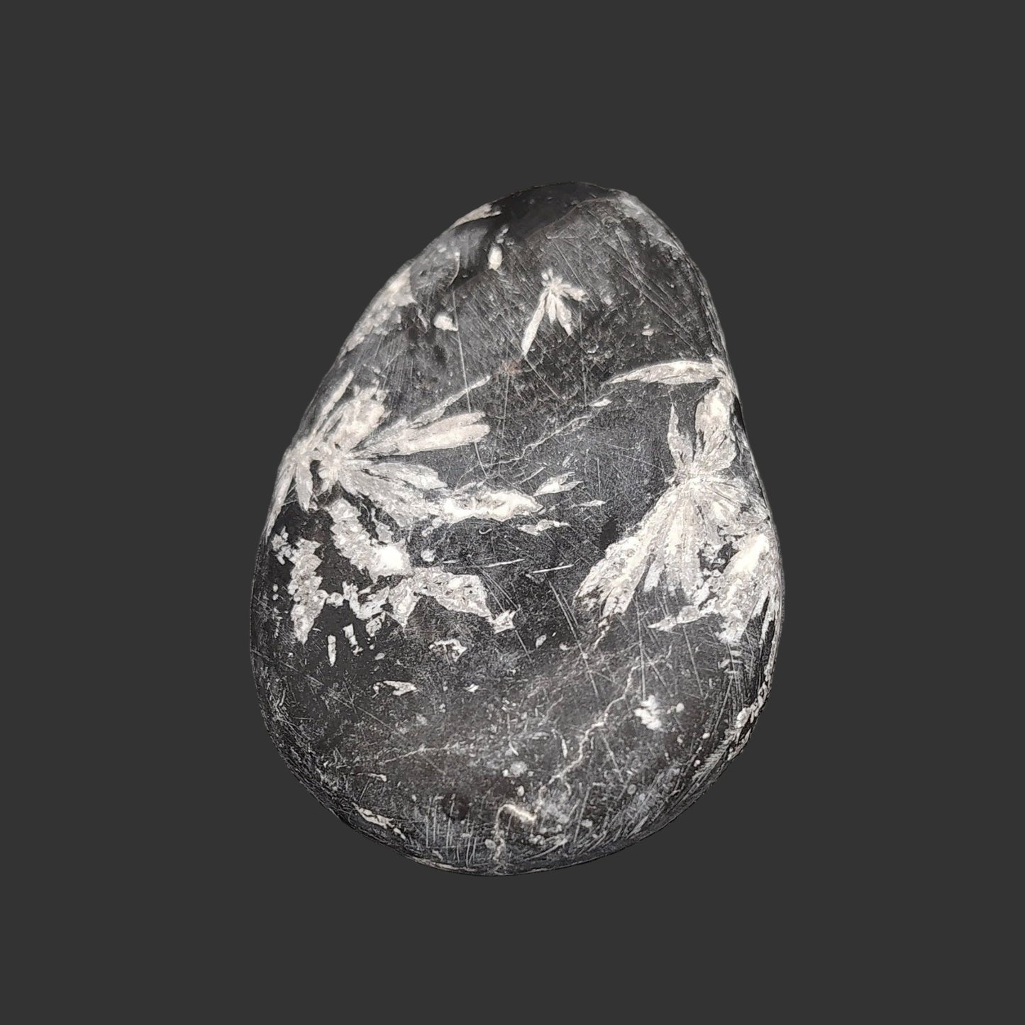 This is the back side of this Chrysanthemum stone. It is also mostly black with a couple flower looking white design patterns.