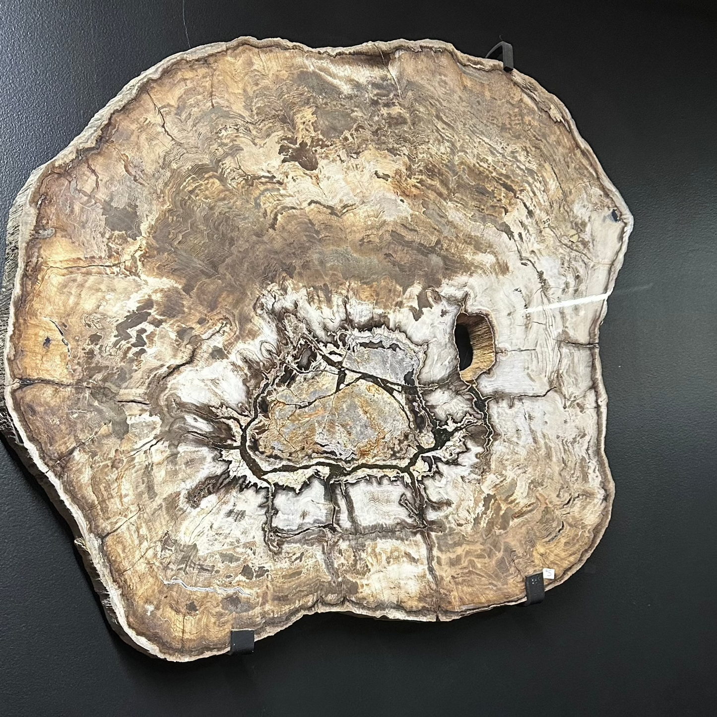 Petrified Wood Slab WIth Black Metal Hardware