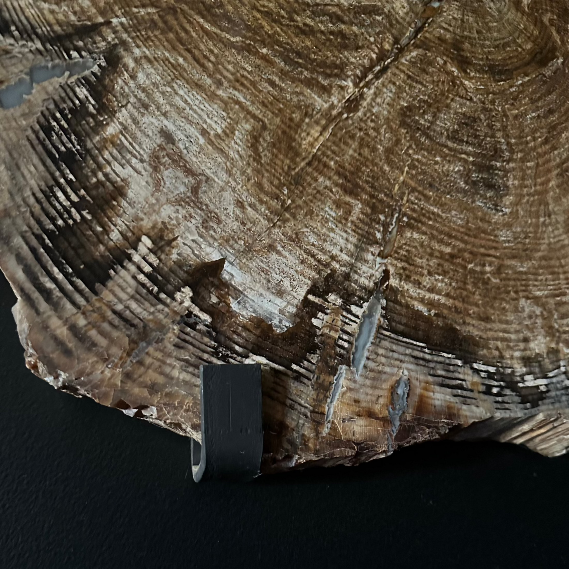 Close Up of Metal Wall Frame Holding Petrified Wood