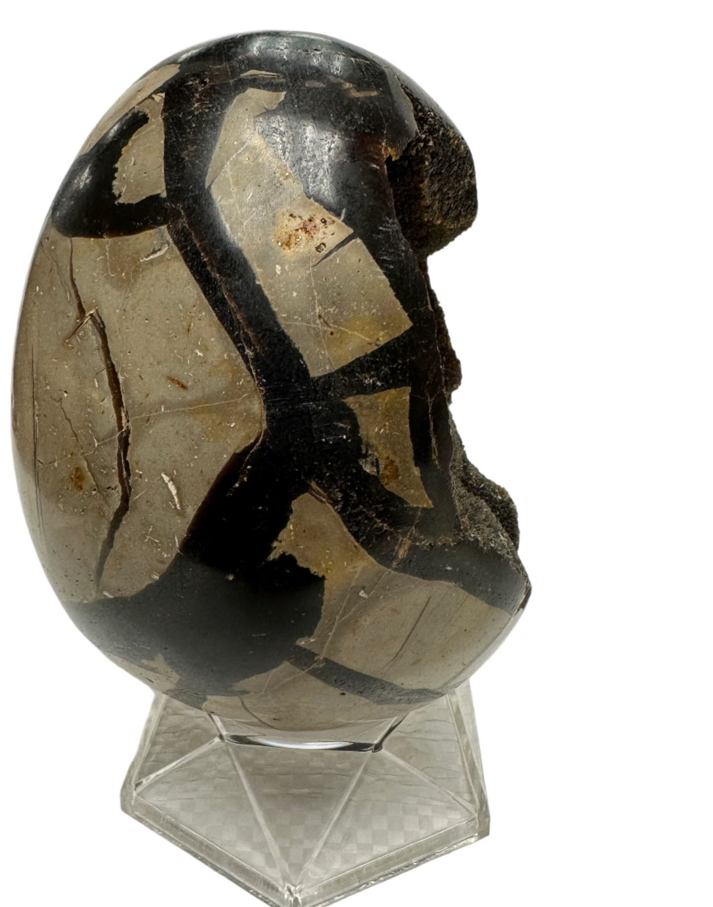 Septarian Egg Side View