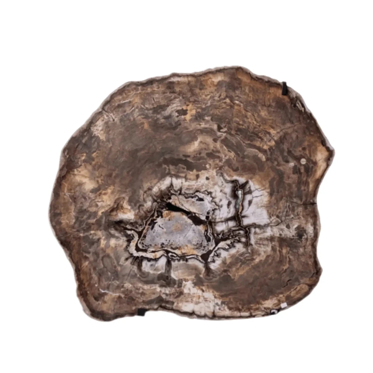 Brown Petrified Wood Slab Wall Hanging